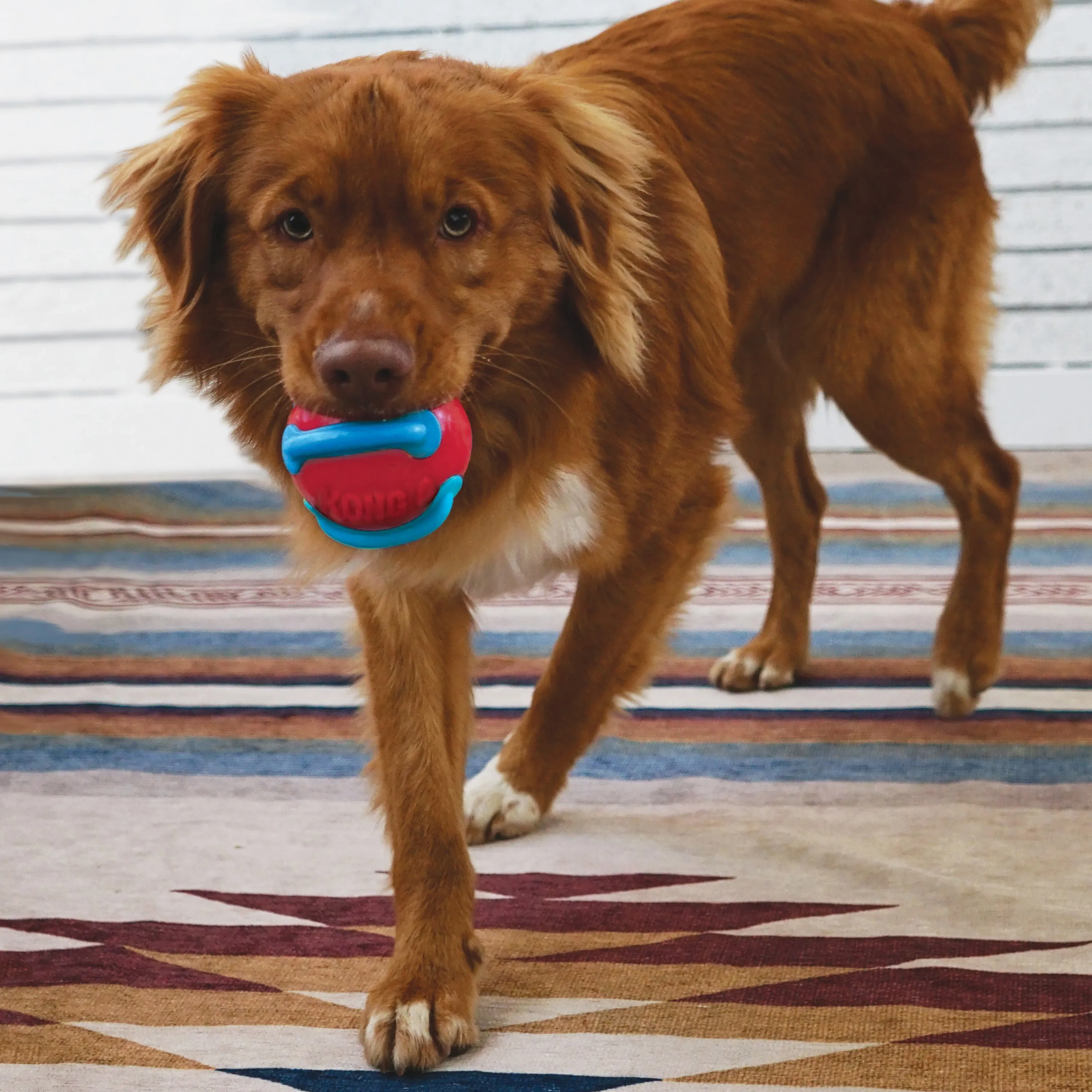 Kong Jaxx Brights Tug w/Ball Medium