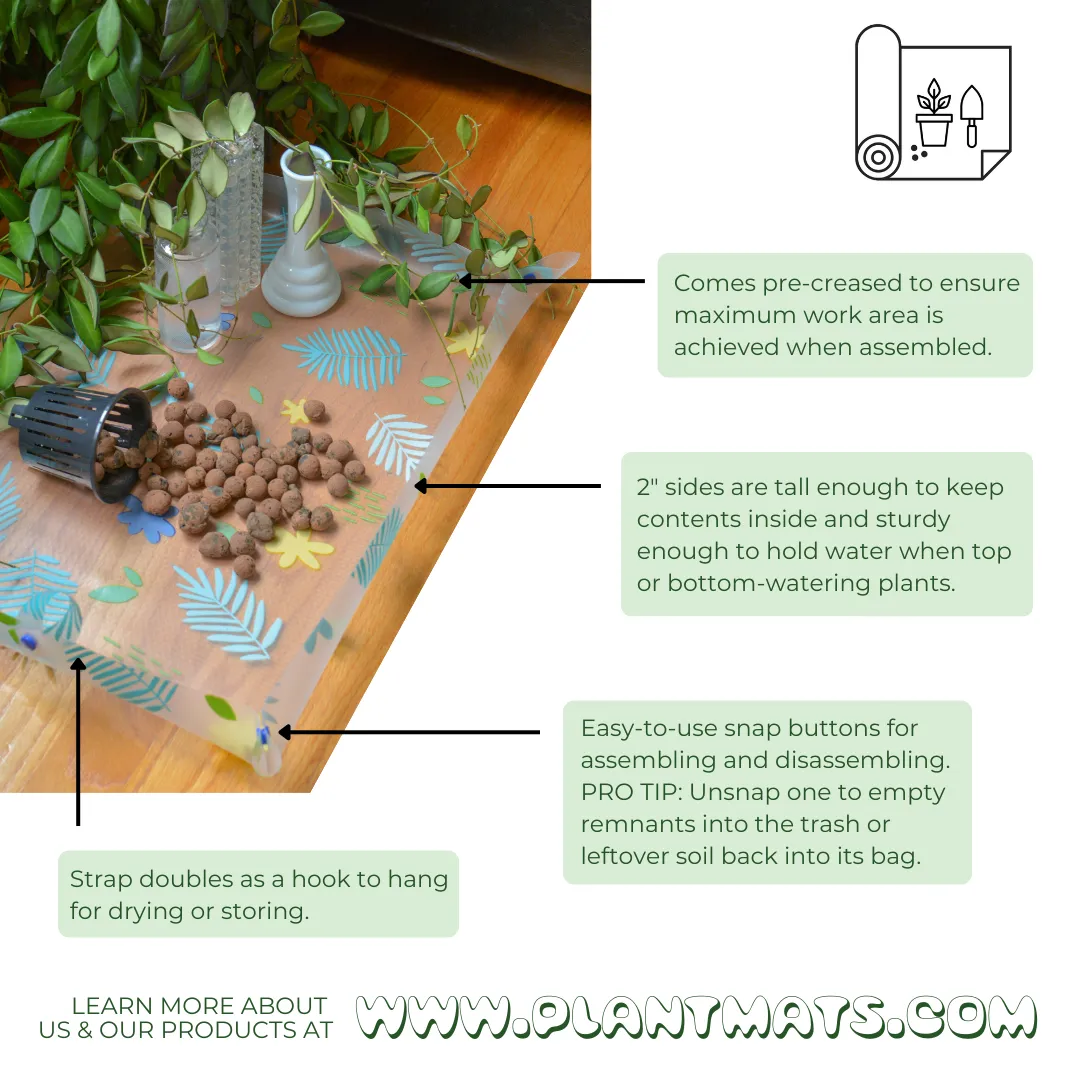 Wish Me 'Leca'  - Semi-Hydroponic Starter Kit